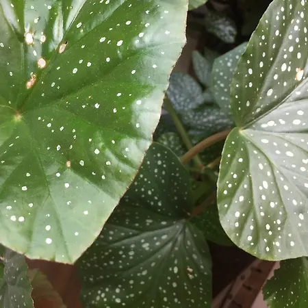 La Du Merle Blanc 蒙彼利埃